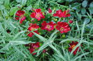 Bienenweide Rot