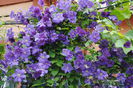 clematita vecinului..