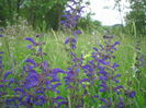 Picture 005