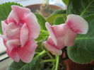Gloxinii 15