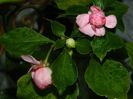 DSCN8401