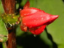 DSCN8403