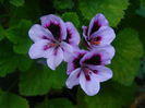DSCN8407