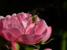 DSCN8415