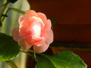 DSCN8427