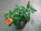 crossandra 1