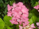 Hydrangea macrophylla (2014, June 14)