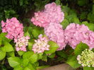 Hydrangea macrophylla (2014, June 15)