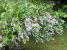 ceanothus