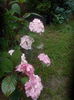 DSCN9623
