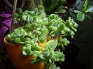 Cotyledon tomentosa