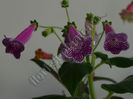 Kohleria Isabell (ni)