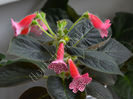 Kohleria Melodie (ni)