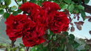 DSC01699