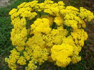 achillea cloth of gold
