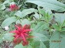 Monarda