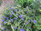 Tradescantia