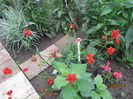 Geum coccineum chuloense