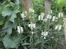 Physostegia