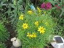 Coreopsis Zagreb