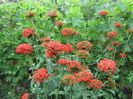 Lychnis calcedonica