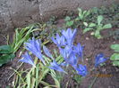 Triteleia