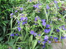 Tradescantia