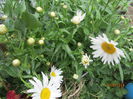 Margarete