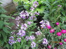 Erysimum