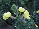 Oenothera