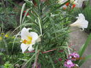 Crini regali