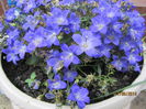 Campanula