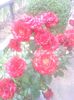 IMG_20140618_163842