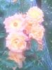IMG_20140618_164506