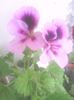 IMG_20140618_164603