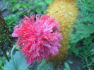 DSCN8136