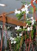 Stephanotis