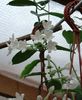 Stephanotis