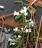Stephanotis
