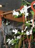 Stephanotis