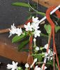 Stephanotis