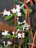 Stephanotis