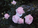 DSC07355