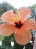 DSCF0540