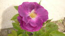 rhapsody in blue