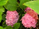 DSCN8067