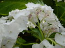 DSCN8115