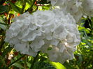 DSCN8116