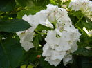 DSCN8117