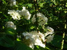 DSCN8119